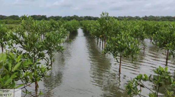 Dr. MS Swaminathan saved several Odisha villages from cyclone fury by restoring mangroves 