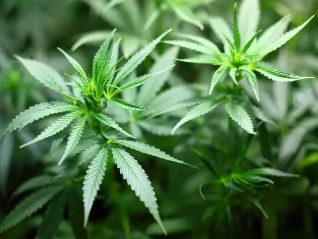 Is cash-starved Himachal Pradesh set to legalise Cannabis cultivation despite risks?