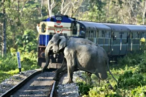 Northeast Frontier Railway applauded for installing AI based system to prevent collision with elephants
