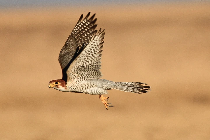 Red necked falcon