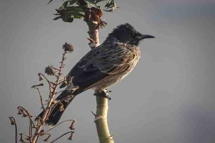 Red vented bulbul