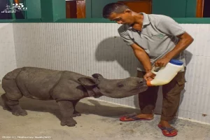 Assam forest officials celebrate World Rhino Day by rescuing orphaned calf