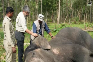 Pench Tiger Reserve in Madhya Pradesh conducts health camp for elephants