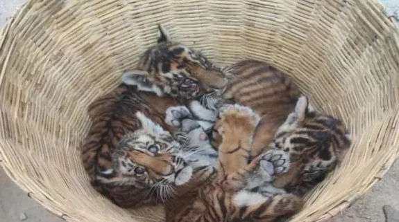 Skill development for three abandoned tiger cubs, to be moved to Srisailam Tiger Reserve to learn hunting