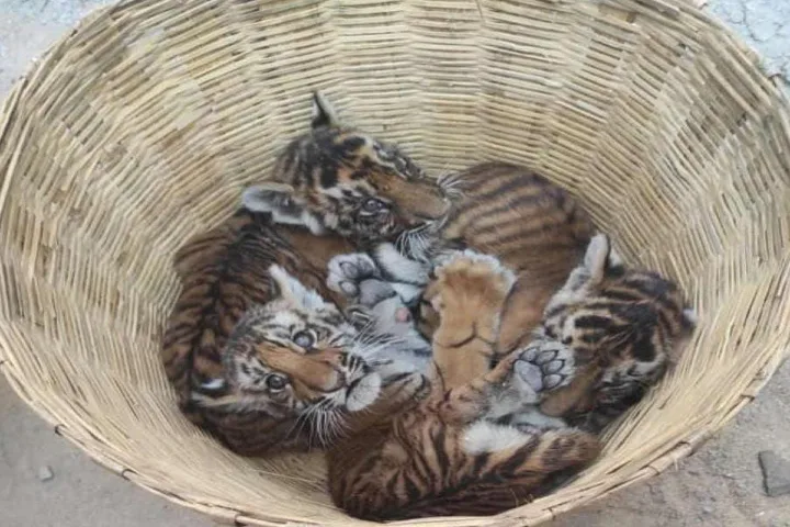 Skill development for three abandoned tiger cubs, to be moved to Srisailam Tiger Reserve to learn hunting