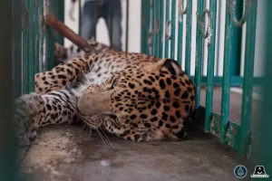 India’s leopard population rises to 13,874: report