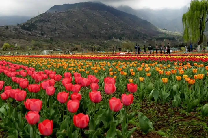 J&K: Asia’s largest Tulip garden to open for visitors on March 23