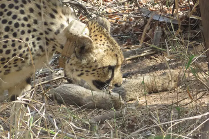 Madhya Pradesh: South African Cheetah gives birth to 5 cubs in Kuno National Park