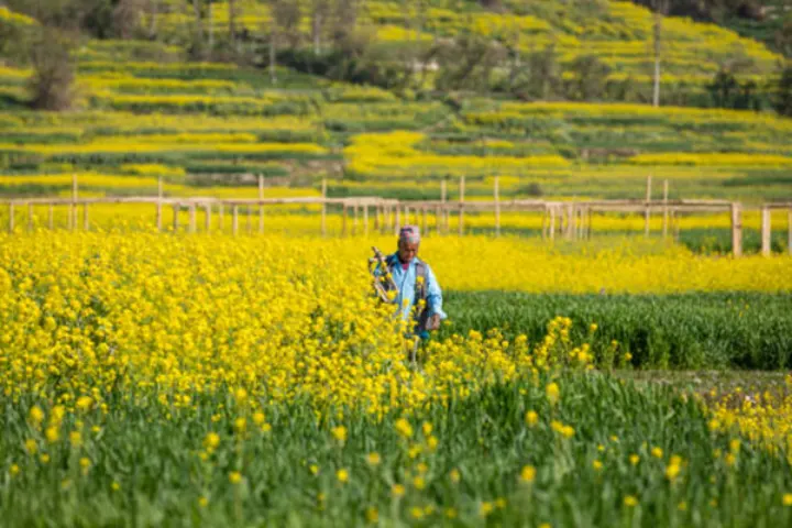 Fields of Gold: India anticipates record mustard crop, projected at 120.90 lakh tonnes in 2023-24